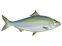 Shad